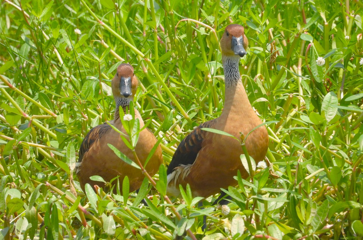 Fulvous Whistling-Duck - Valentina Roumi