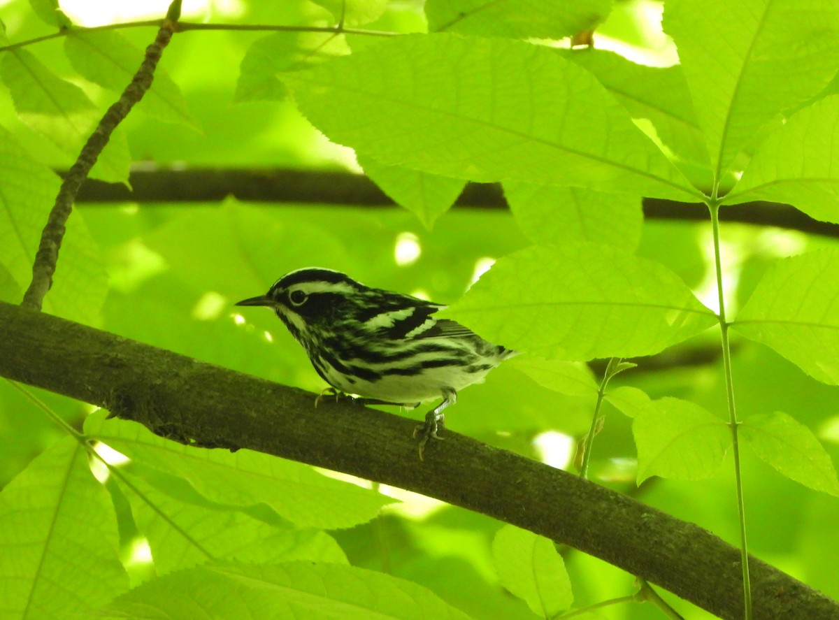 Black-and-white Warbler - ML618234383