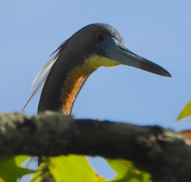 Tricolored Heron - Vern Tunnell