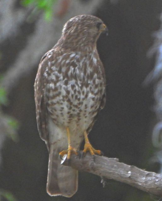 Red-shouldered Hawk - Vern Tunnell