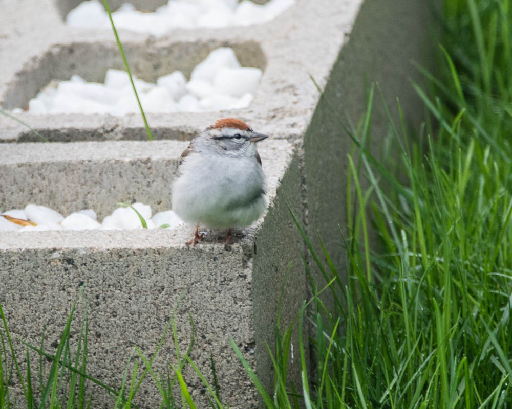 Chipping Sparrow - ML618234410