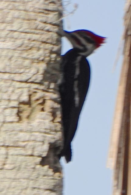 Pileated Woodpecker - Vern Tunnell