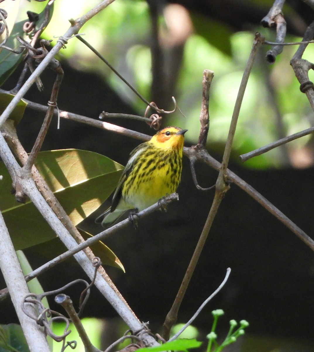 Cape May Warbler - ML618234459