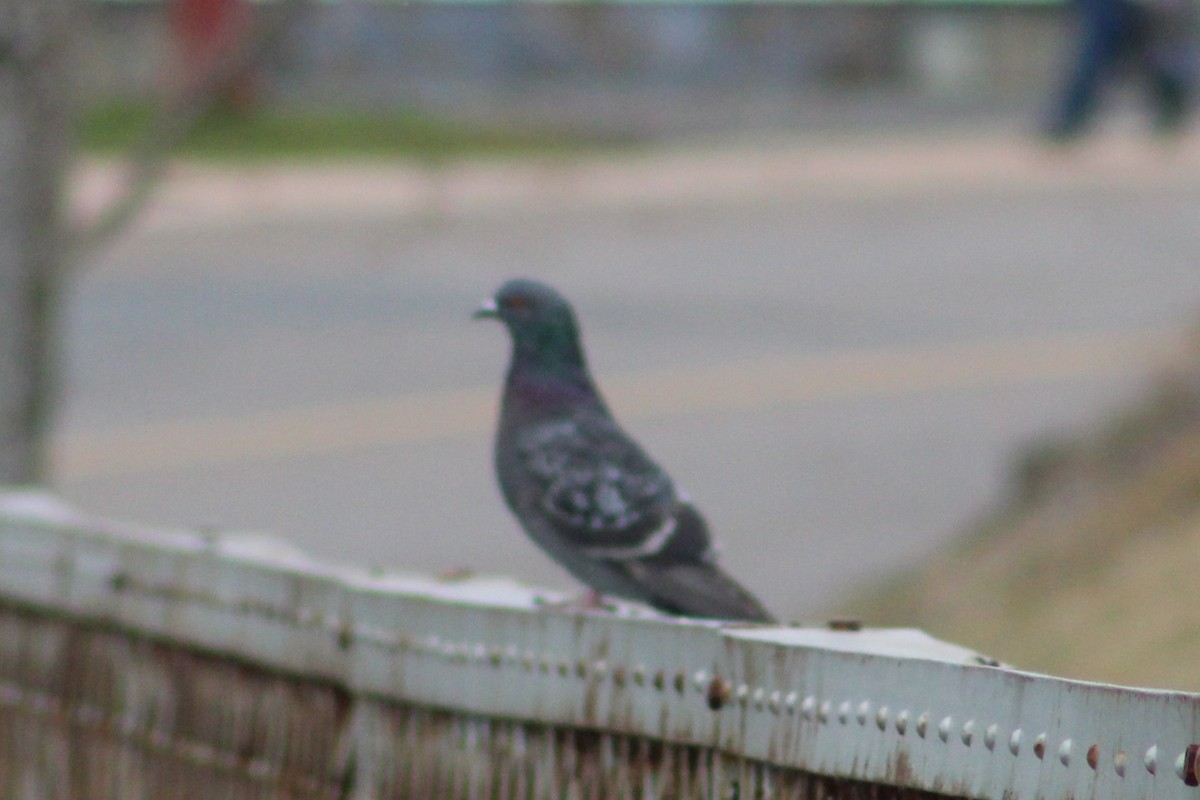 Rock Pigeon (Feral Pigeon) - Kevin Hanley