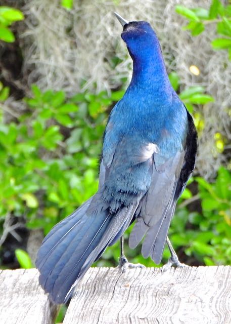 Boat-tailed Grackle - Vern Tunnell