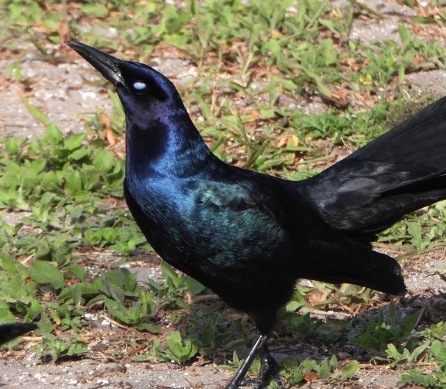 Boat-tailed Grackle - ML618234481