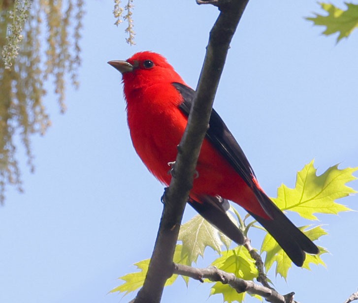 Scarlet Tanager - ML618234482
