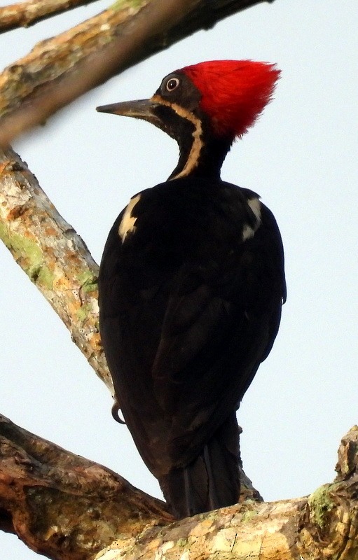 Lineated Woodpecker - Bill Fox