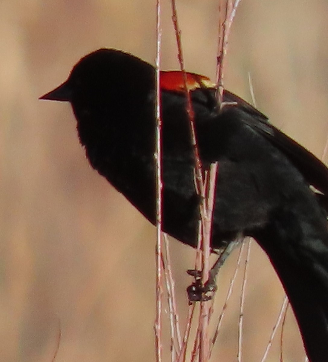 Red-winged Blackbird - BEN BAILEY
