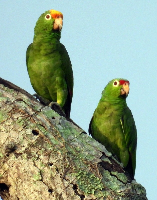 Red-lored Parrot - ML618234520