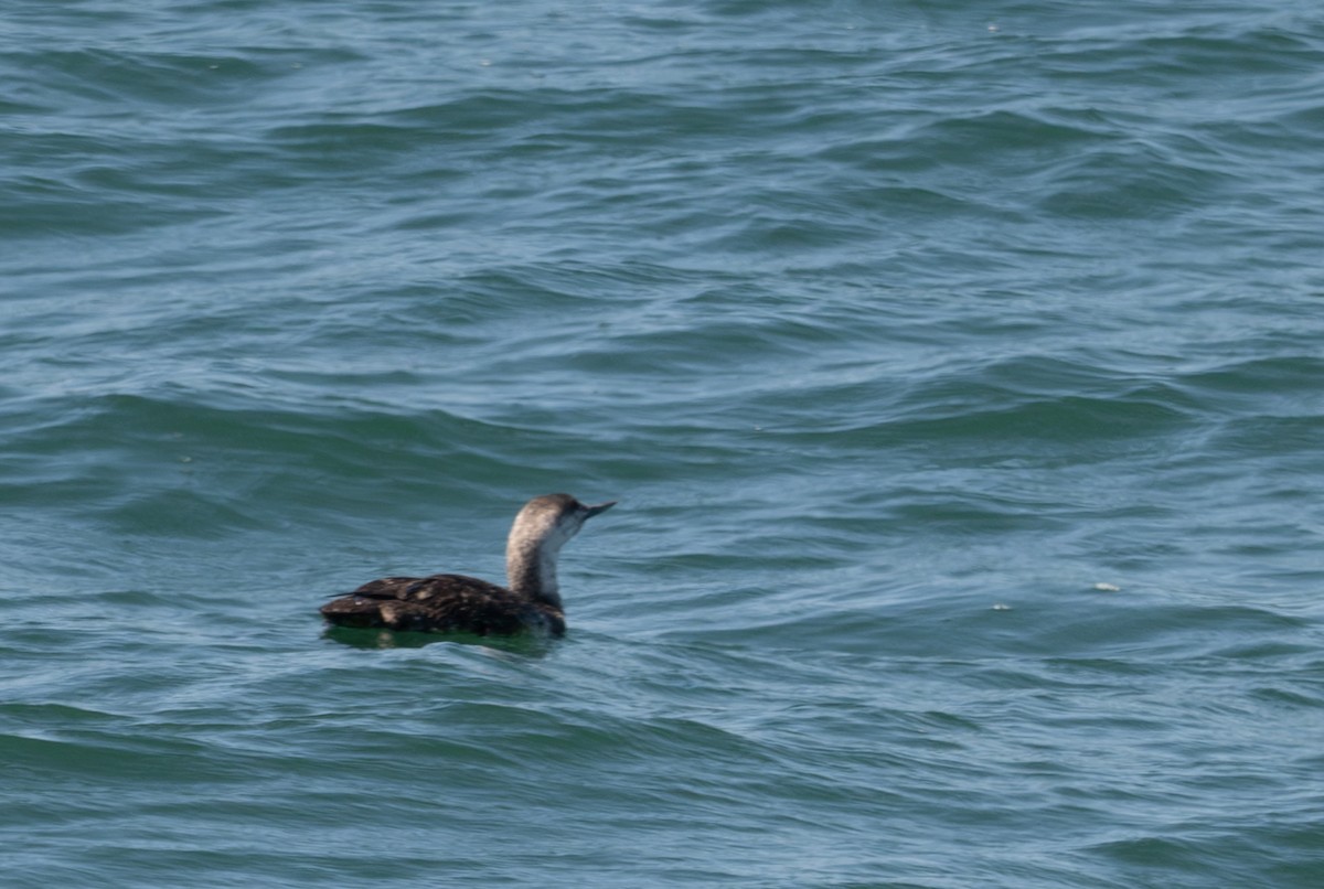 Red-throated Loon - ML618234521