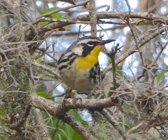 Yellow-throated Warbler - Vern Tunnell