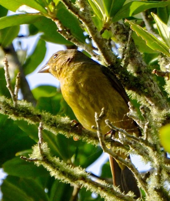 Painted Bunting - ML618234545