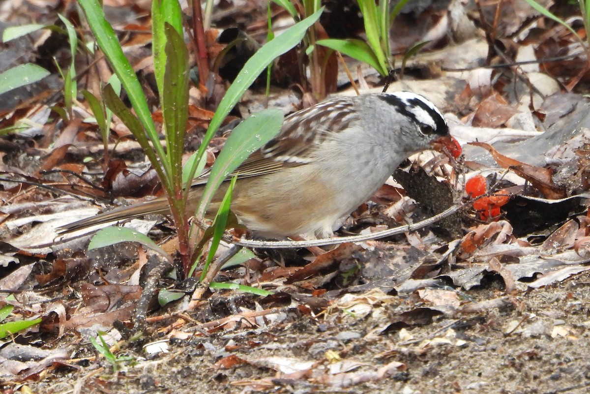 White-crowned Sparrow - ML618234566