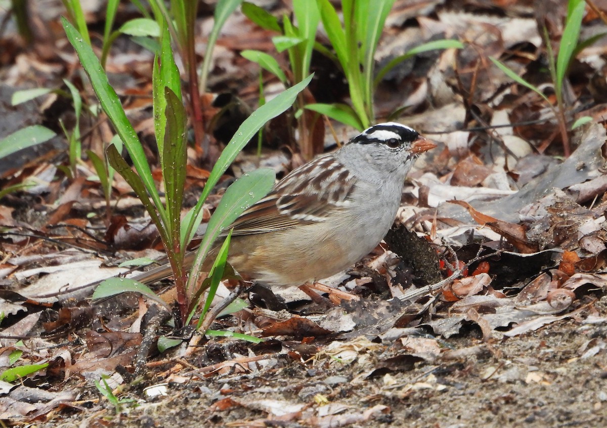 White-crowned Sparrow - ML618234567