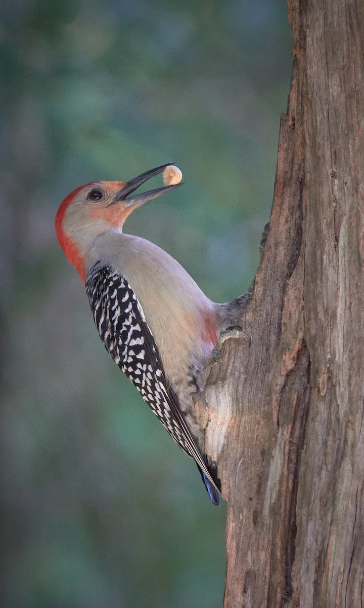 Red-bellied Woodpecker - Stephen Mann