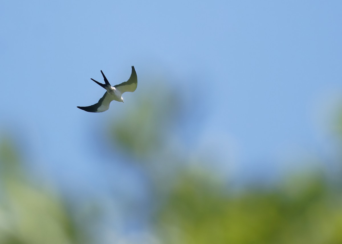 Swallow-tailed Kite - ML618234644