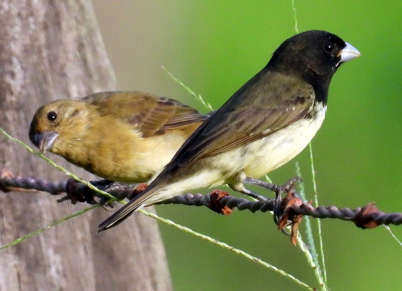 Yellow-bellied Seedeater - ML618234667