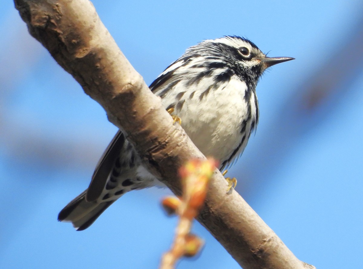 Black-and-white Warbler - ML618234687
