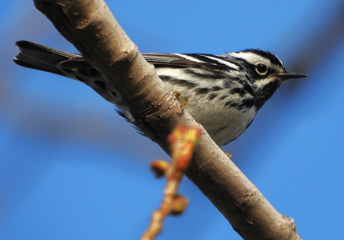 Black-and-white Warbler - ML618234688