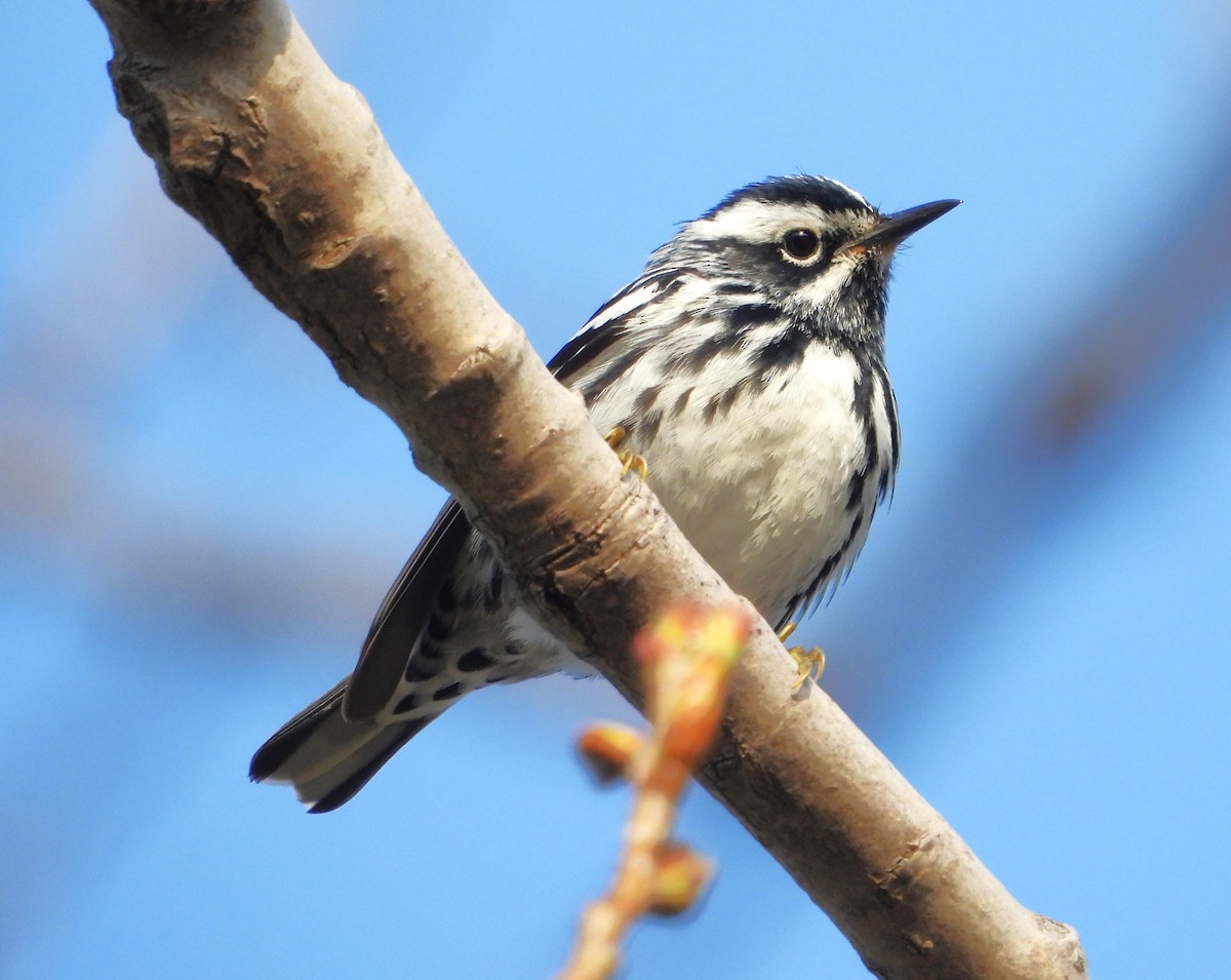 Black-and-white Warbler - ML618234689