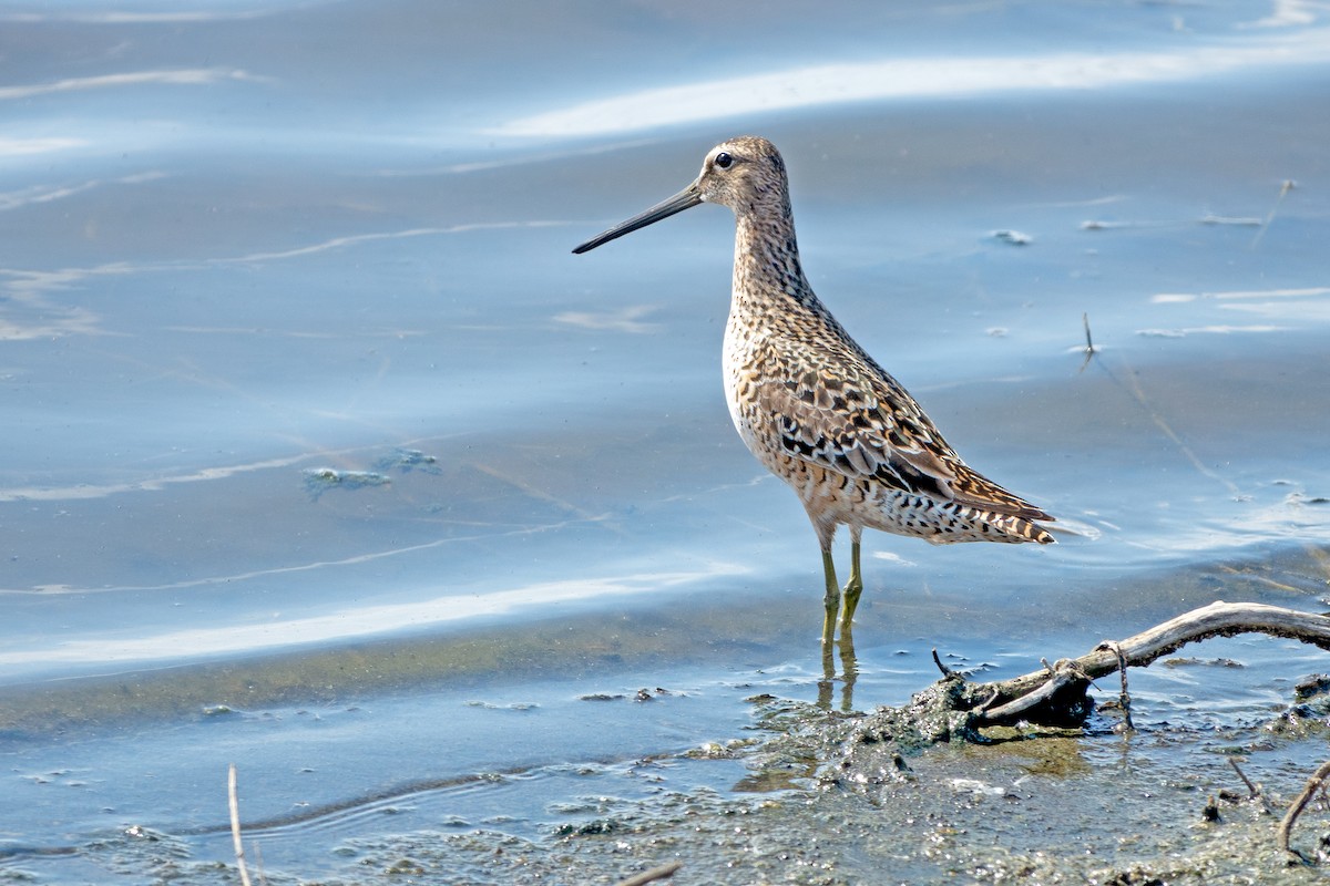 Long-billed Dowitcher - ML618234699
