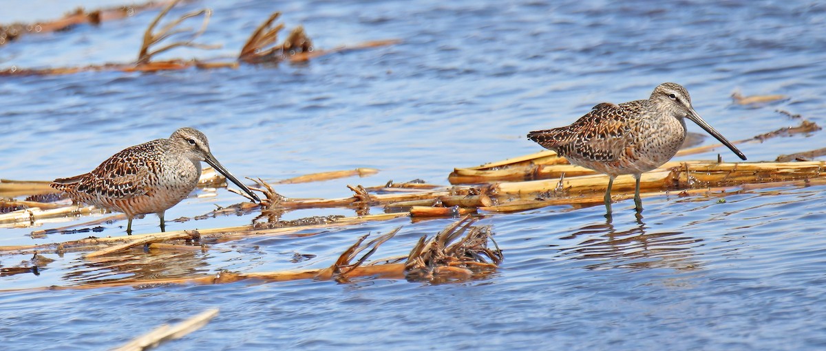 Long-billed Dowitcher - ML618234727