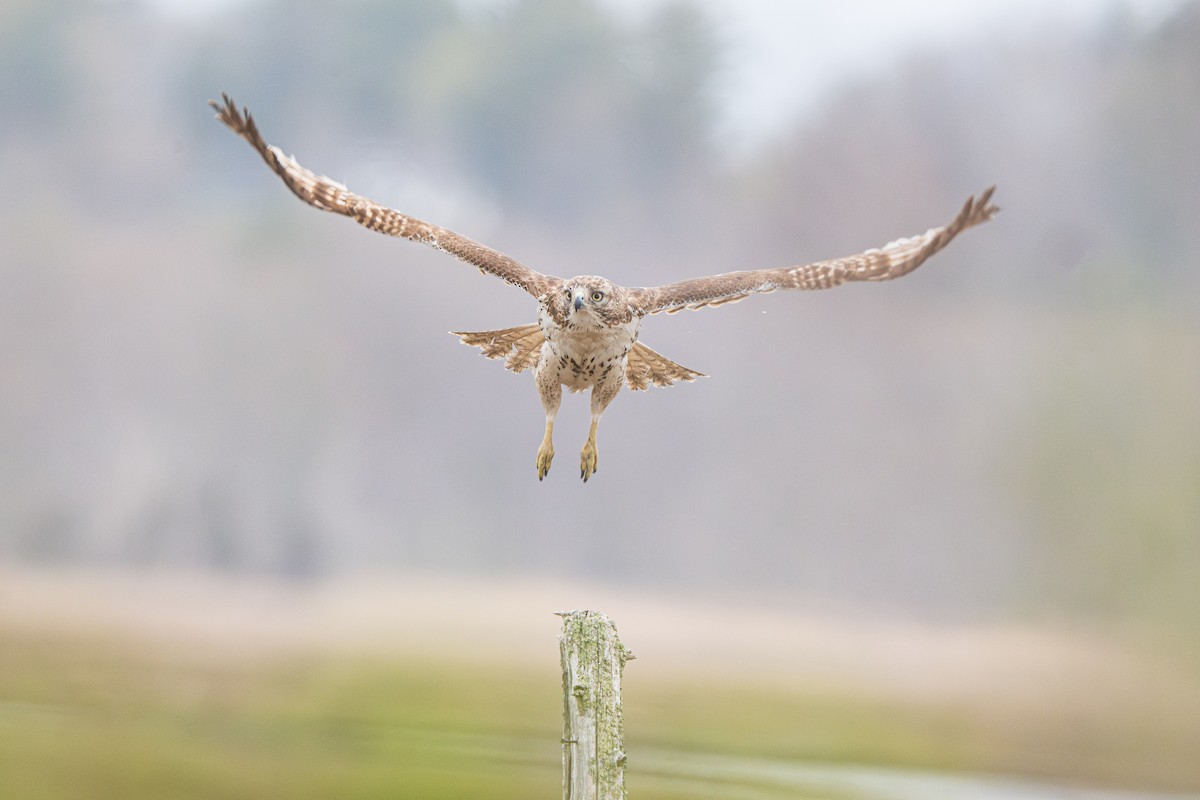 Red-tailed Hawk - Anonymous