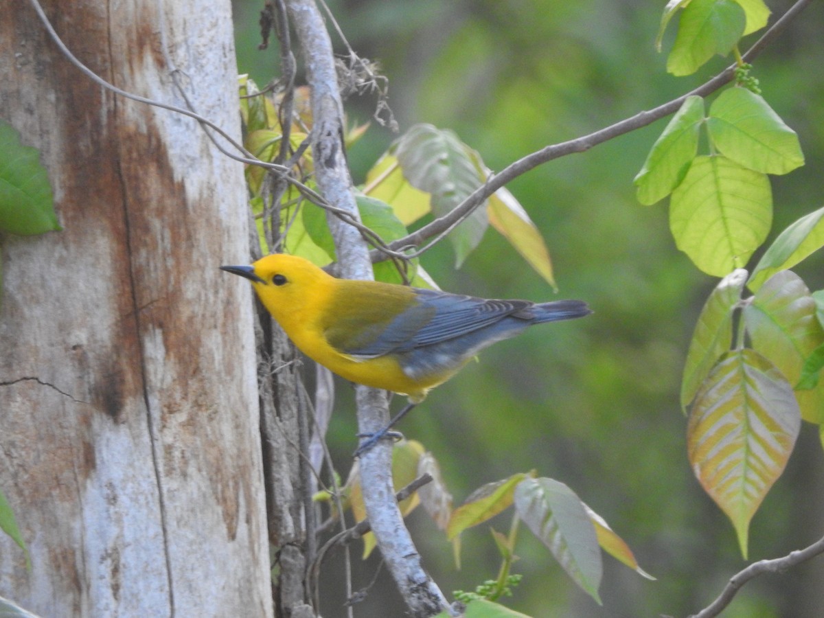 Prothonotary Warbler - ML618234758