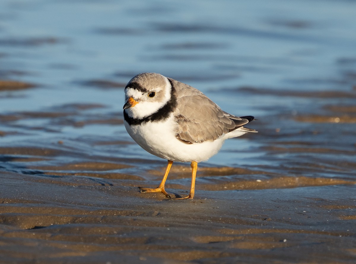 Piping Plover - ML618234769