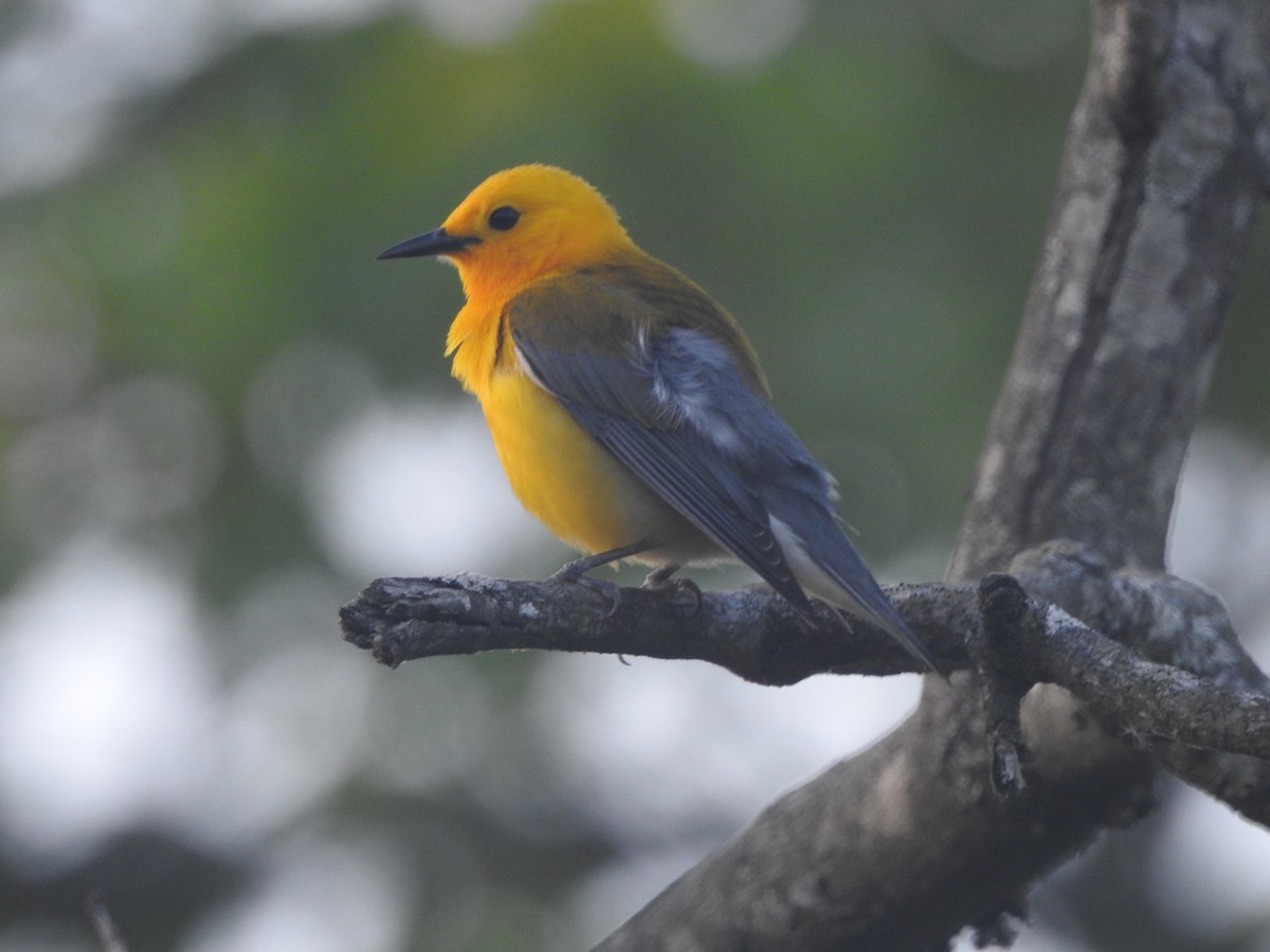 Prothonotary Warbler - ML618234790