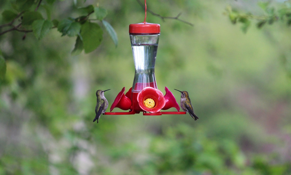 Rufous Hummingbird - ML618234813