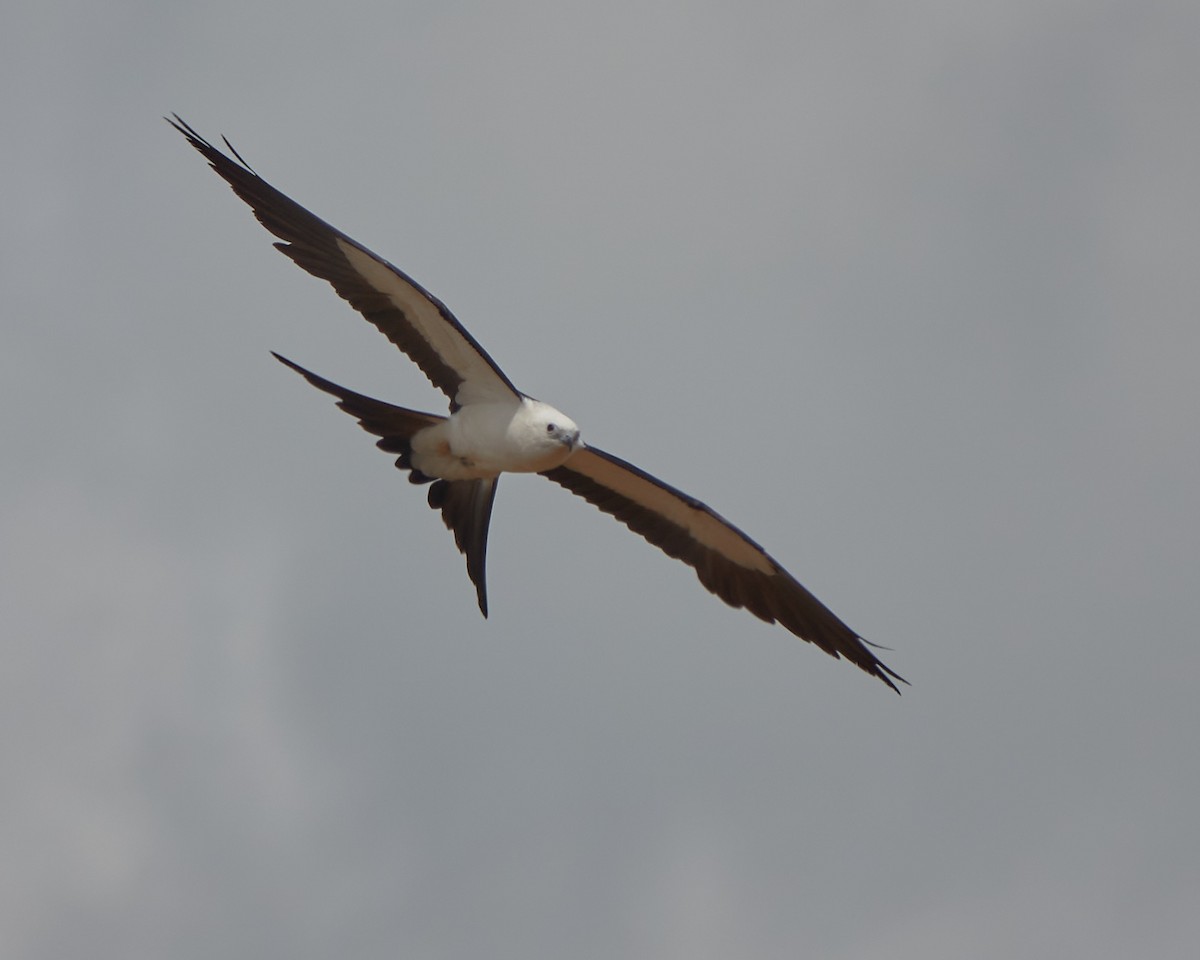 Swallow-tailed Kite - ML618234824