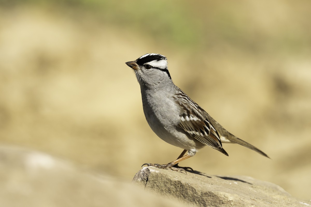 White-crowned Sparrow - ML618234827