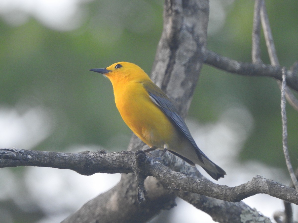 Prothonotary Warbler - ML618234829