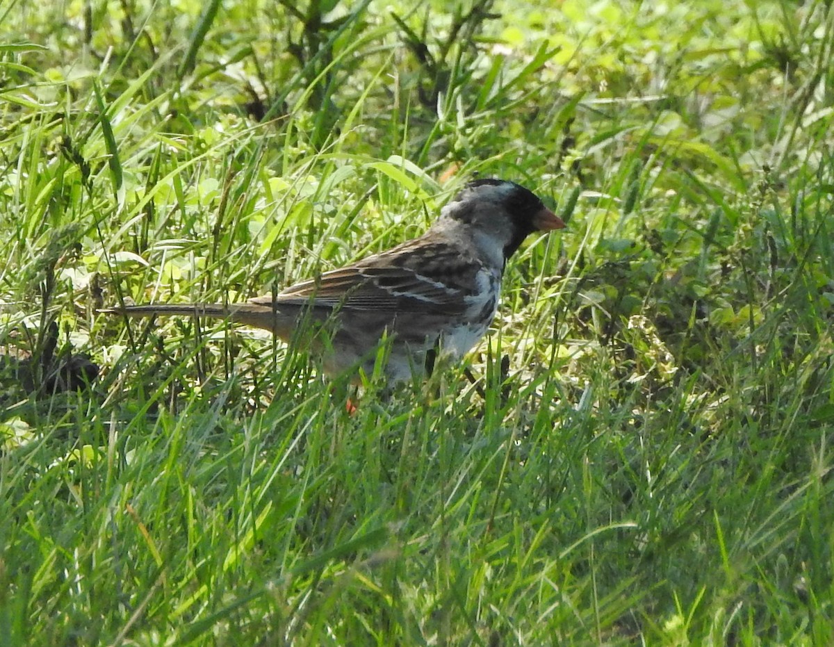 Harris's Sparrow - ML618234859