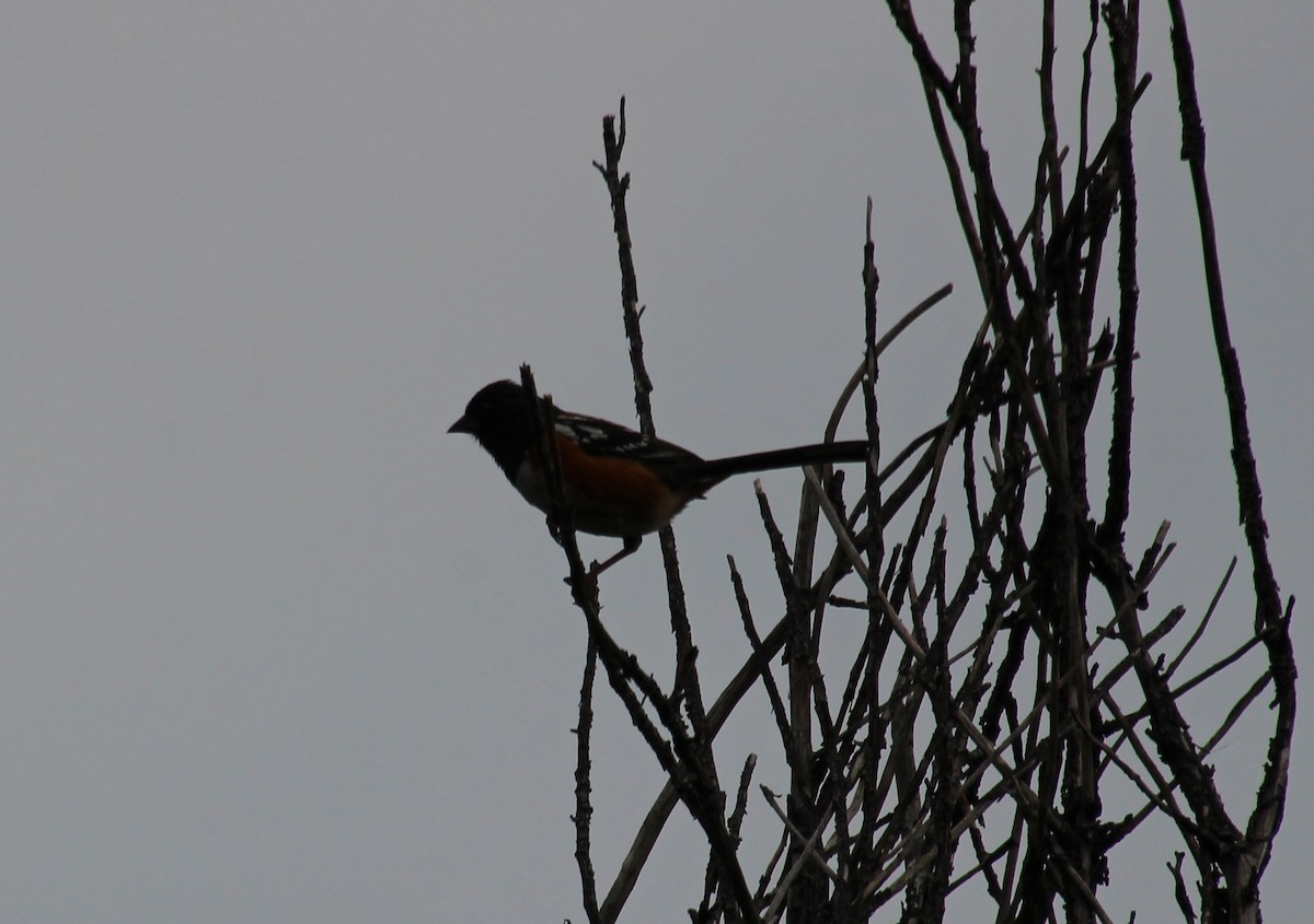 Spotted Towhee - ML618234881