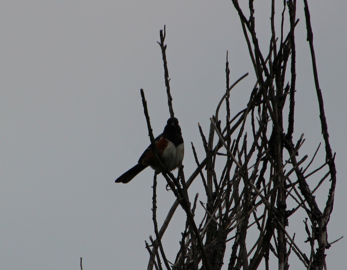 Spotted Towhee - ML618234882
