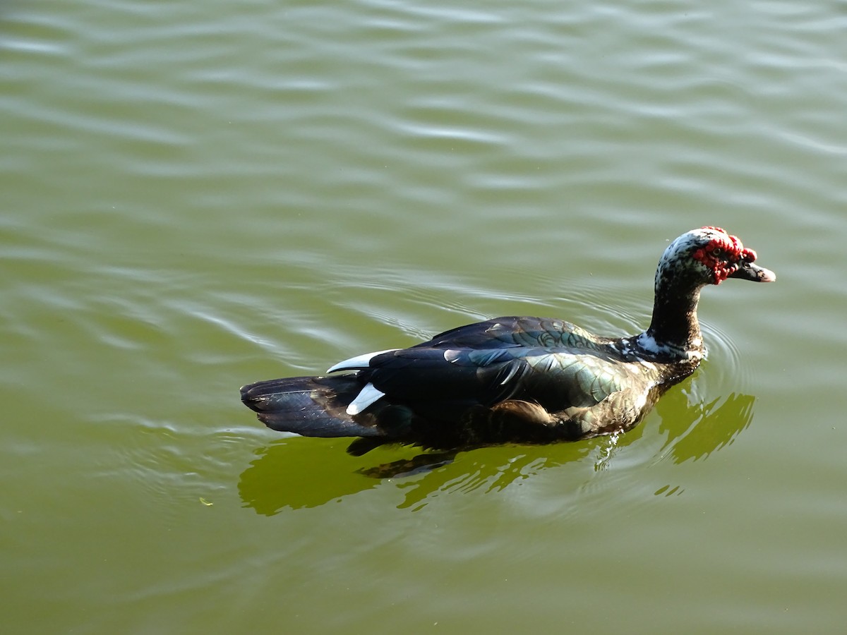 Muscovy Duck (Domestic type) - Luciana Goya