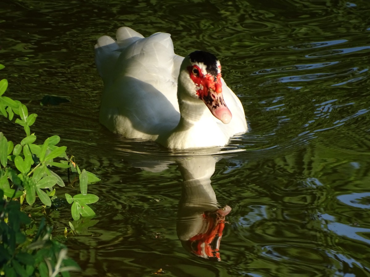 Muscovy Duck (Domestic type) - ML618234913