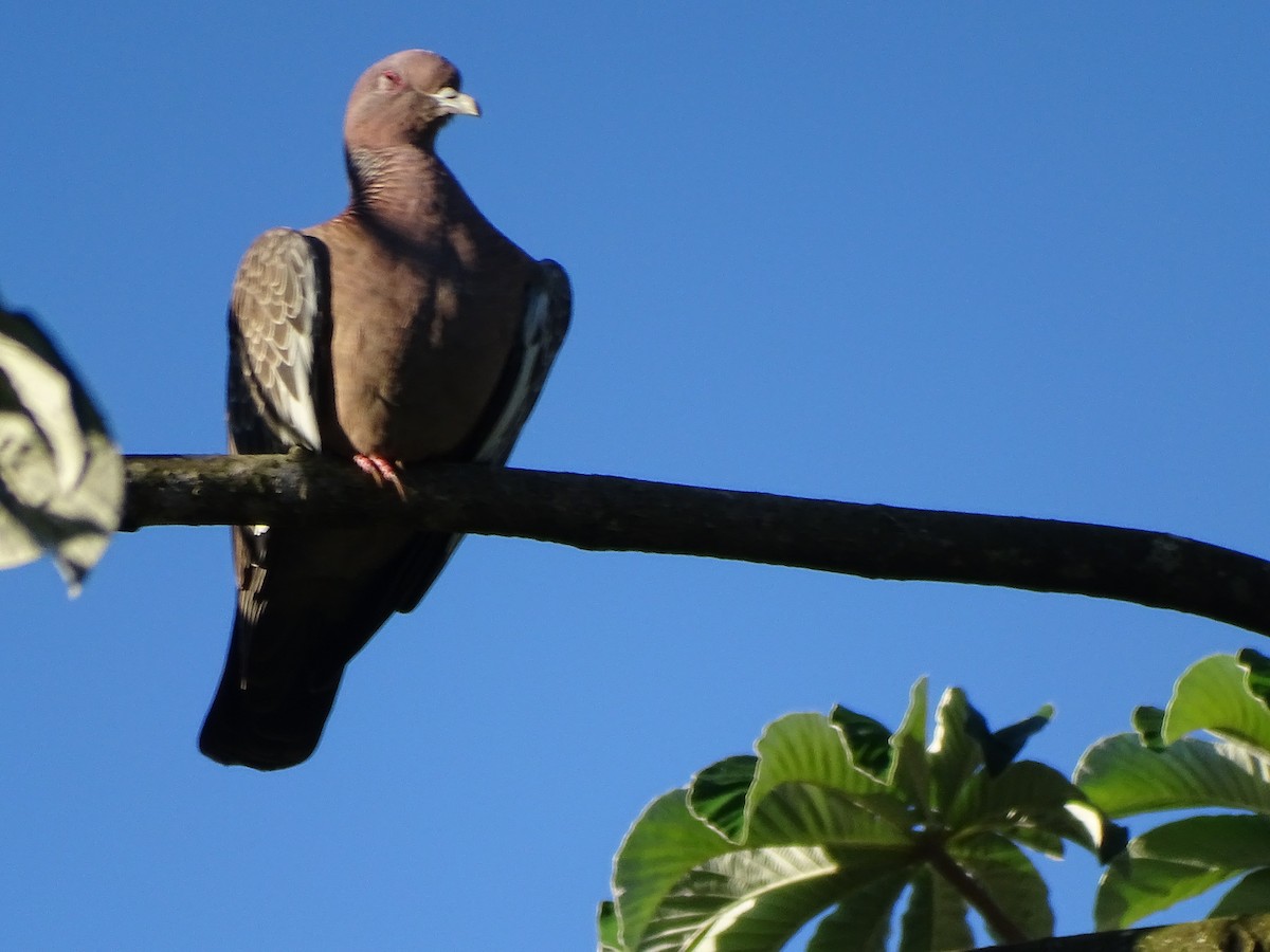 Picazuro Pigeon - Luciana Goya