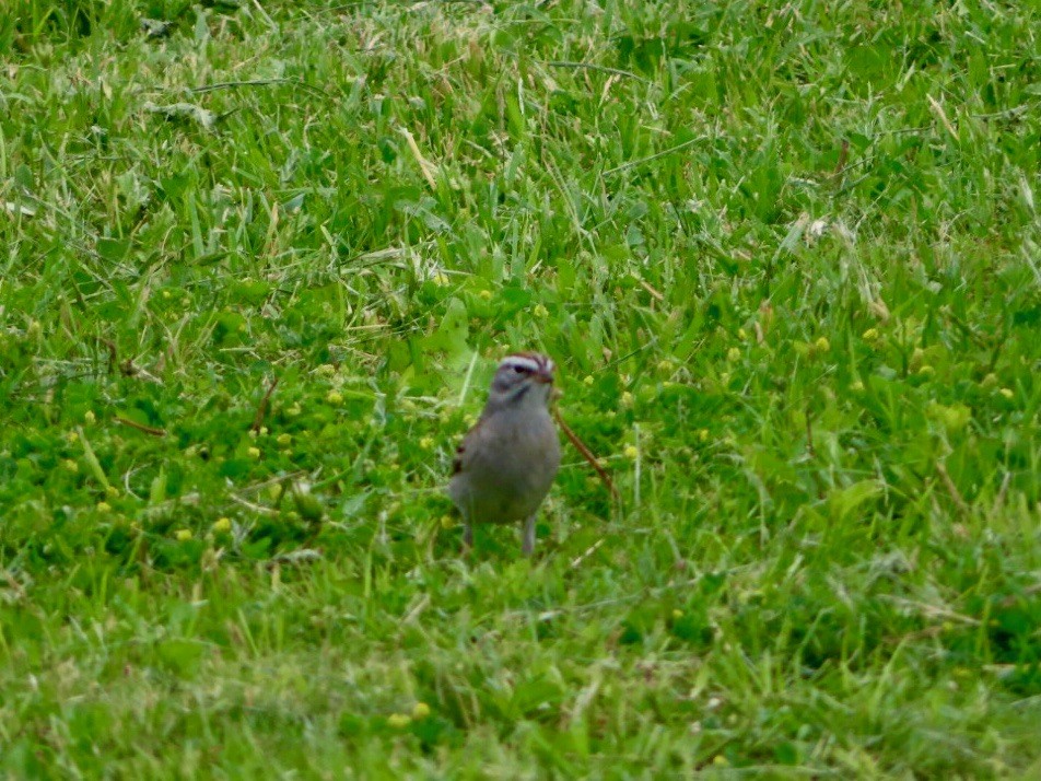 Chipping Sparrow - ML618234939