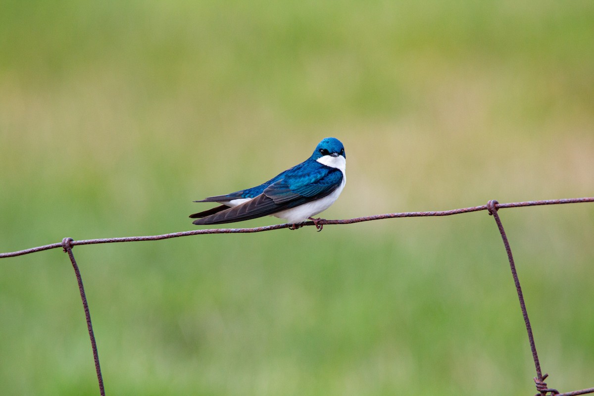 Tree Swallow - jean paquette