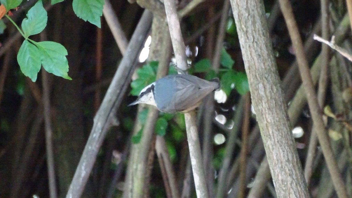 Red-breasted Nuthatch - ML618235013