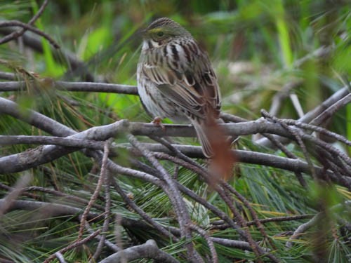 Savannah Sparrow - ML618235032
