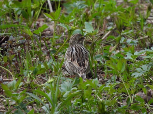 Savannah Sparrow - ML618235033