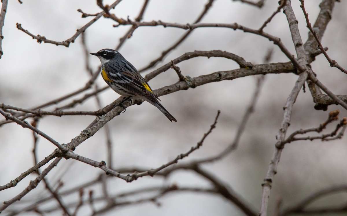 Yellow-rumped Warbler - jean paquette