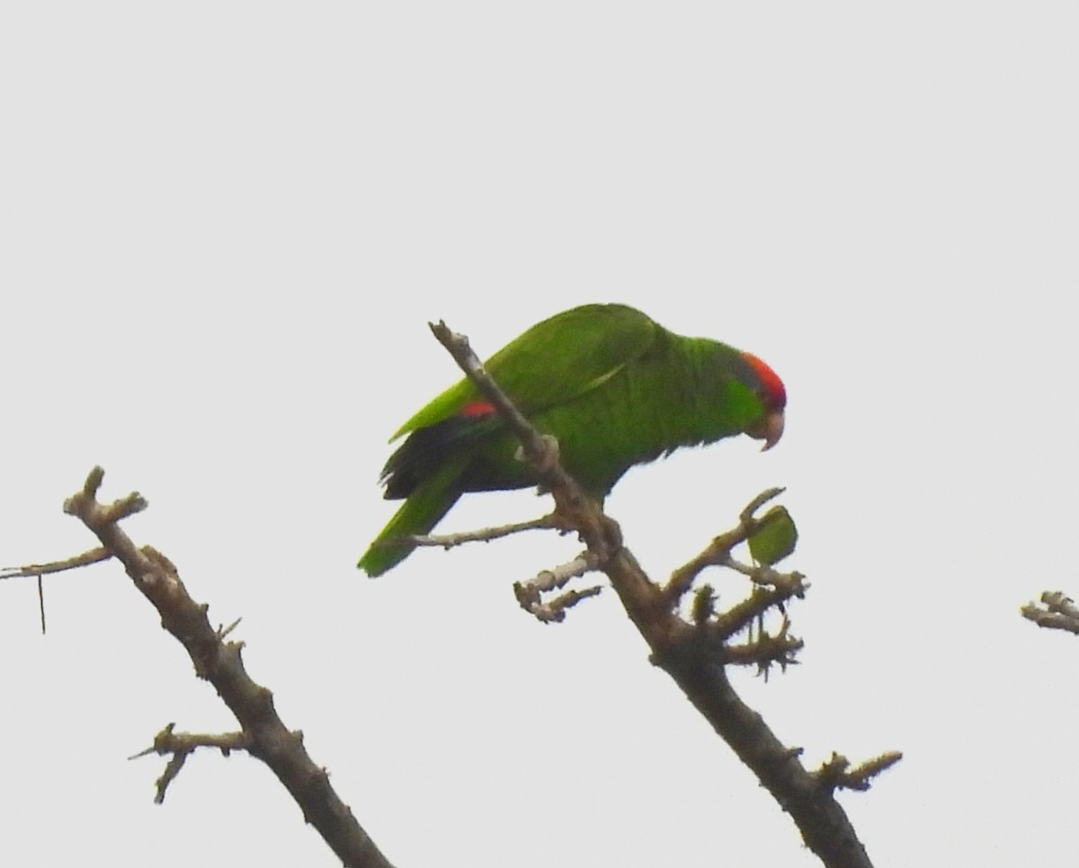 Red-crowned Parrot - ML618235070
