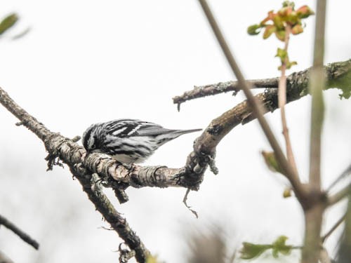 Black-and-white Warbler - ML618235080