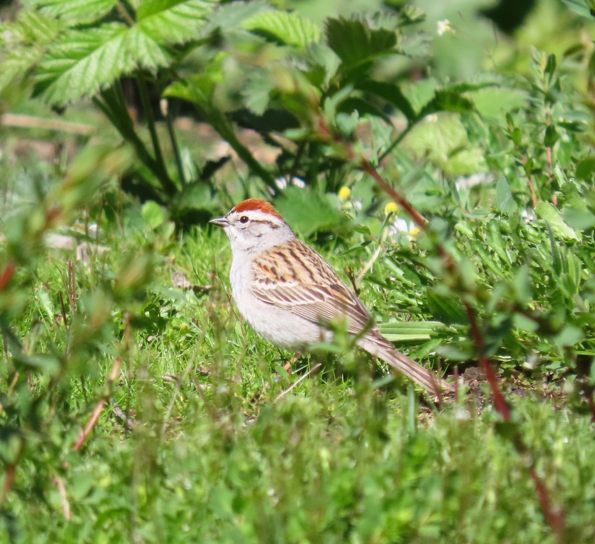 Chipping Sparrow - ML618235091